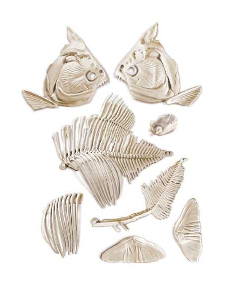 Archeogiocando Piranha Preistorico CLE94056/13893 Clementoni | Futurartshop.com