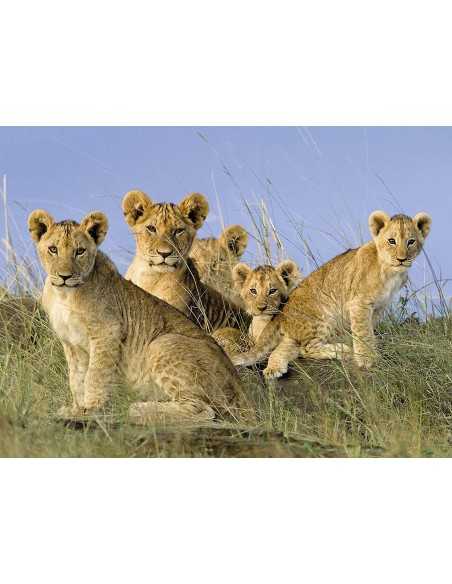 Puzzle lion cubs 500 pcs RAV14791 Ravensburger | Futurartshop.com