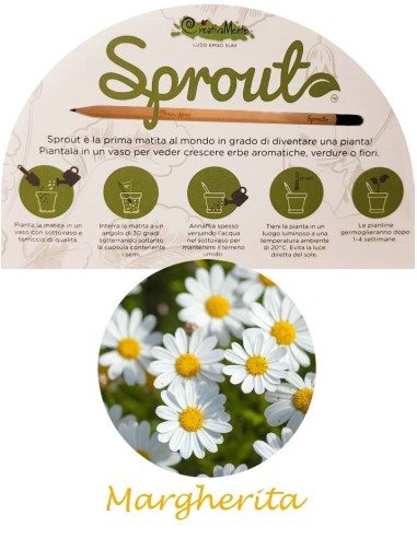 Plantable pencil daisy seeds LAGSPR-05 Futurart | Futurartshop.com